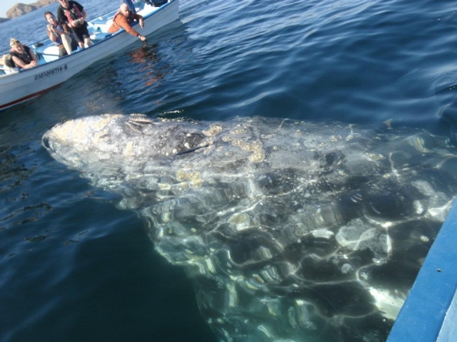 Whales in the sea 